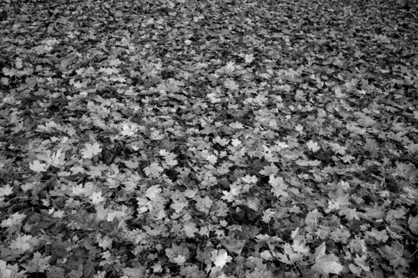 Alfombra Hojas Caídas Fondo Otoño Estacional —  Fotos de Stock