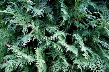 Thuja ağacı yakın plan. Tasarım için doku ve arkaplan               