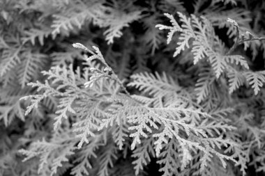 Thuja ağacı yakın plan. Tasarım için doku ve arkaplan                        