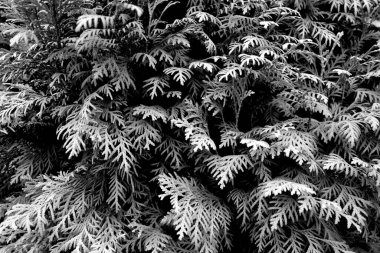 Thuja ağacı yakın plan. Tasarım için doku ve arkaplan                               