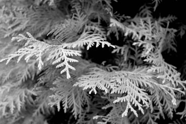 Thuja ağacı yakın plan. Tasarım için doku ve arkaplan   