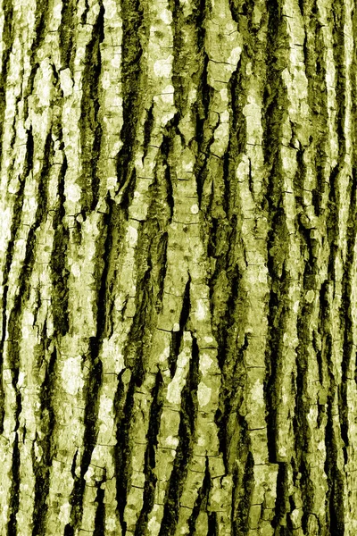 Texture Écorce Arbre Contexte Modèle Pour Design Les Idées — Photo