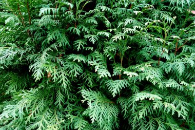 Thuja ağacı yakın plan. Tasarım için doku ve arkaplan                               