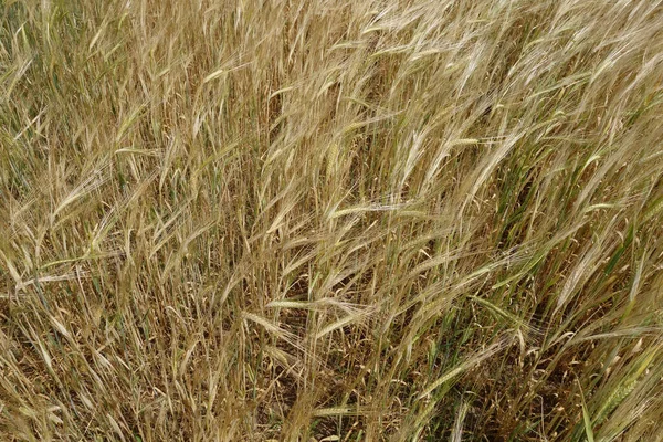 Campo Agrícola Centeio Fundo Sazonal — Fotografia de Stock