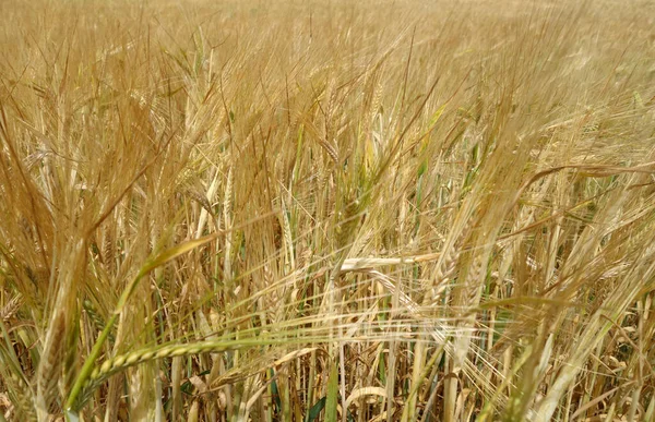 Seigle Agricole Déposé Bacground Vue Saisonnière — Photo