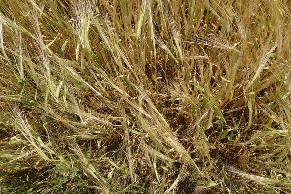 Agrarisch Geklasseerd Seizoensgebonden Uitzicht — Stockfoto