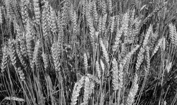 Centeio Agrícola Arquivado Fundo Vista Sazonal — Fotografia de Stock