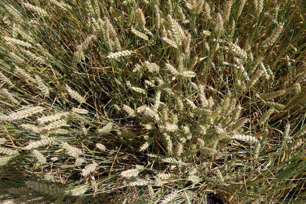 Rye Field View Agricultural View Scenery Background — Stock Photo, Image