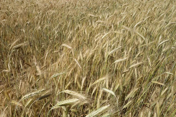 Rye Field View Agricultural View Scenery Background — Stock Photo, Image