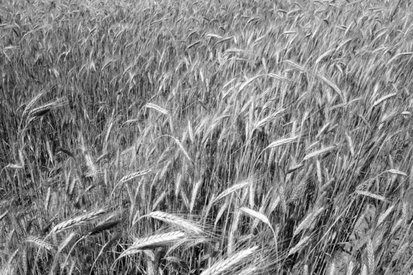 Vista Del Campo Centeno Blanco Negro Vista Agrícola Paisaje Fondo —  Fotos de Stock