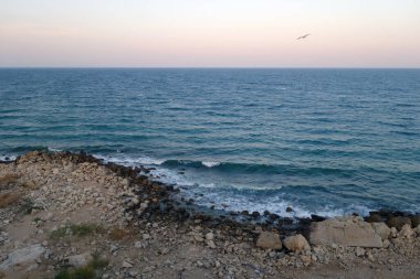 Taşlı plaj, deniz manzarası ve uçan martı. Mevsimsel doğal arkaplan.  