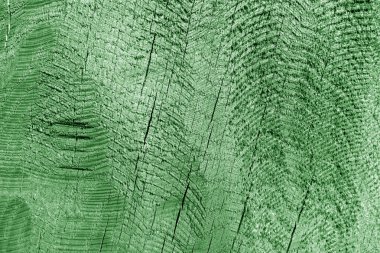 Odun kıvrımlarının bir kısmı yeşil tonda. Doğal arkaplan ve doku.