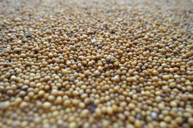 Bulanık efektli hardal tohumları. Gıda ve malzeme arka planı.