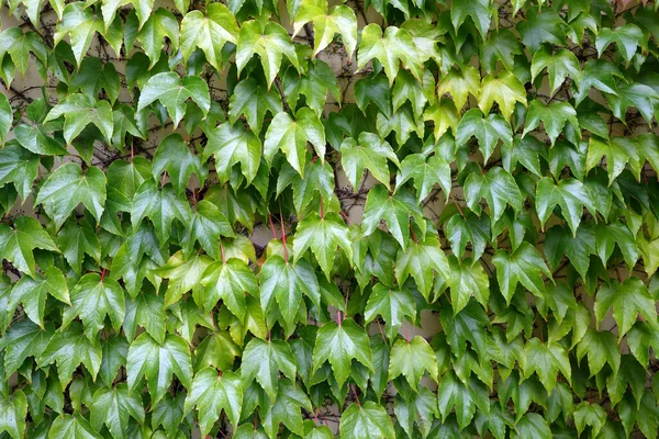 Natural Fence Made Green Leaves Plant Natural Background Pattern — Stock Photo, Image