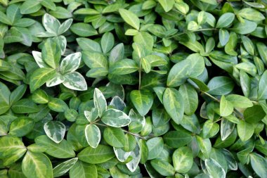 Yapraklar desen ve görüntü bırakır. Soyut doğal arkaplan.