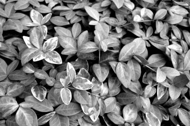 Yapraklar deseni ve görüntüyü siyah beyaz yapar. Soyut doğal arkaplan.