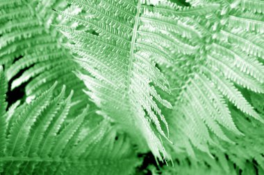 Eğreltiotu yakın plan. Tasarım için arkaplan ve doku.