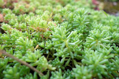 Yapraklar desen ve görüntü bırakır. Soyut doğal arkaplan.