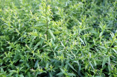 Yapraklar desen ve görüntü bırakır. Soyut doğal arkaplan.