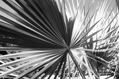 Güneş ve gökyüzüne karşı siyah beyaz bir palmiye ağacı. Mevsimsel doğal arkaplan.