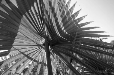 Güneş ve gökyüzüne karşı siyah beyaz bir palmiye ağacı. Mevsimsel doğal arkaplan.