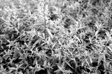 Yapraklar deseni ve görüntüyü siyah beyaz yapar. Soyut doğal arkaplan.