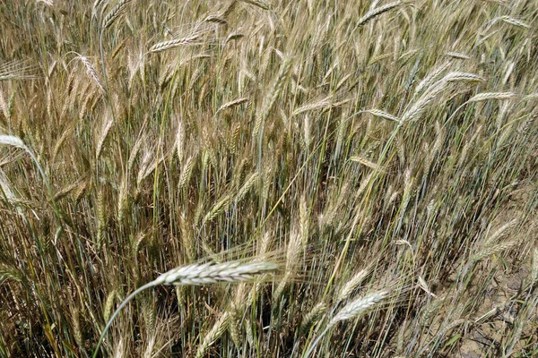 Centeio Agrícola Entrou Com Bacground Vista Sazonal Fundo — Fotografia de Stock