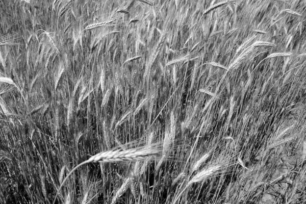 Landwirtschaftlicher Roggen Feilte Speck Schwarz Weiß Saisonale Sicht Und Hintergrund — Stockfoto