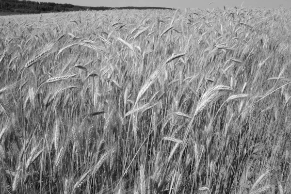 Centeno Agrícola Archivó Bacground Blanco Negro Vista Estacional Fondo —  Fotos de Stock