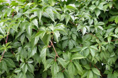 Yeşil yapraklardan yapılmış doğal çitler. Doğal arkaplan ve desen.     