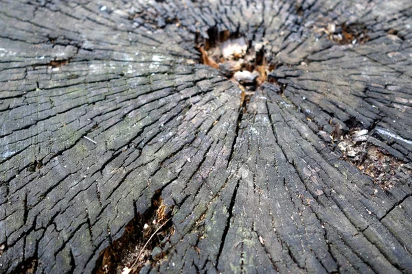 Παλιά Δέντρο Σταυρό Πριόνι Κοπεί Υφή Και Φόντο Θαμπάδα Αποτέλεσμα — Φωτογραφία Αρχείου