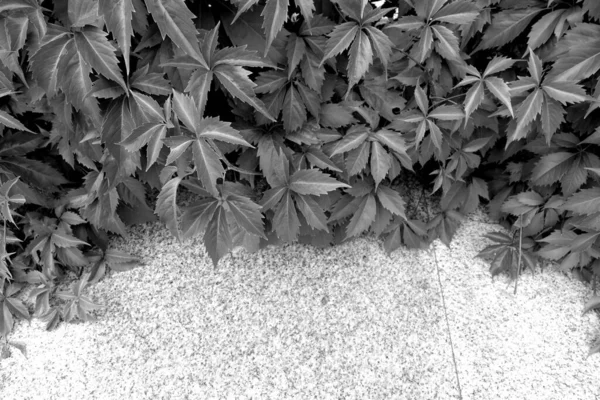 나뭇잎으로 담장은 흑백으로 있습니다 스러운 — 스톡 사진