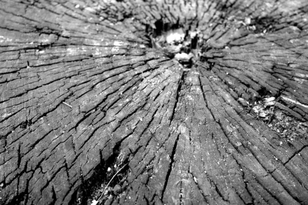 Old Tree Cross Saw Cut Texture Background Blur Effect Black — Stock Photo, Image