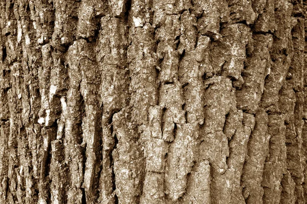 Texture Écorce Arbre Brun Contexte Naturel Modèle Pour Design Les — Photo