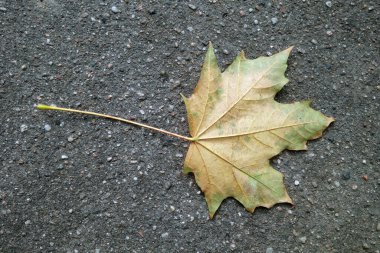 Asfalt yolda düşmüş akçaağaç yaprağı. Mevsimlik arkaplan.