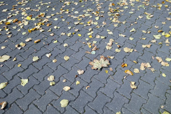 Πεσμένα Φύλλα Στον Πεζόδρομο Εποχιακό Υπόβαθρο — Φωτογραφία Αρχείου