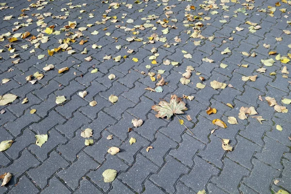 Herabfallendes Laub Auf Dem Fußweg Jahreszeitlich Bedingter Hintergrund — Stockfoto