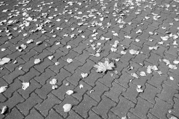 Folhas Caídas Passarela Pedestres Preto Branco Fundo Sazonal — Fotografia de Stock