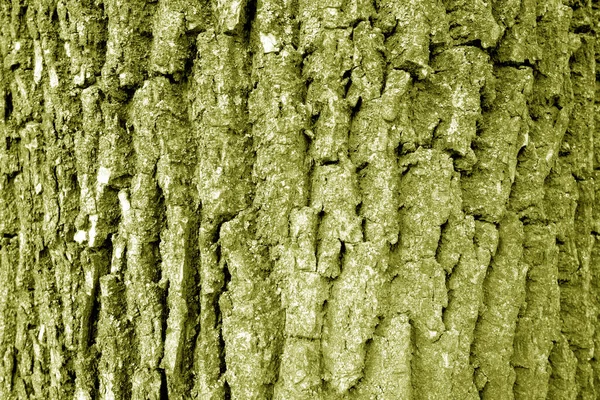 Tree Bark Texture Yellow Tone Natural Background Pattern Design Ideas — Stock Photo, Image