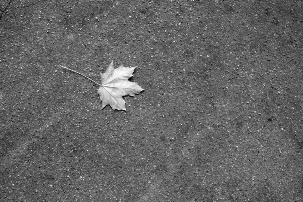 아스팔트 길에서 흑백으로 오그라들지 단풍잎 계절적 — 스톡 사진