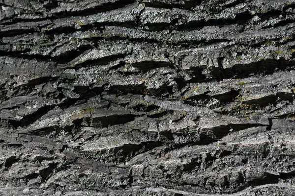 Tree bark texture. — Stock Photo, Image