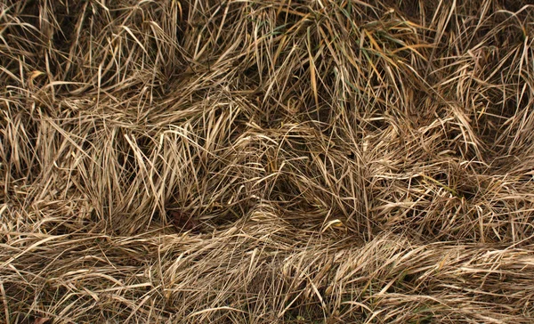 Verschoten gras — Stockfoto