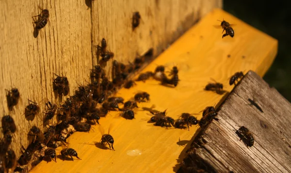 Pszczoły są przybywających do ula. — Zdjęcie stockowe