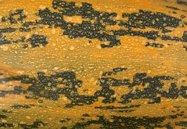 Sarı kabak cilt dokusunu. Tarım arka plan.