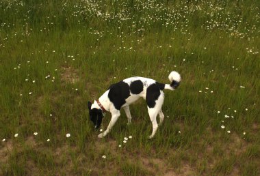 köpek çimlerin üzerine