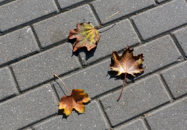 Kaldırıma düşmüş turuncu akçaağaç yaprakları.