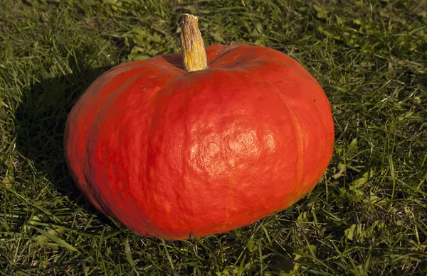 Calabaza naranja sobre hierba verde . — Foto de Stock