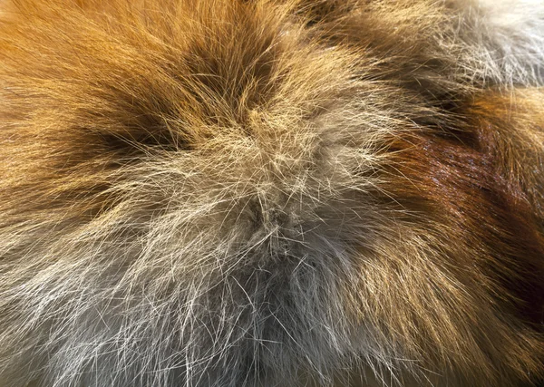 Fox fur texture. — Stock Photo, Image