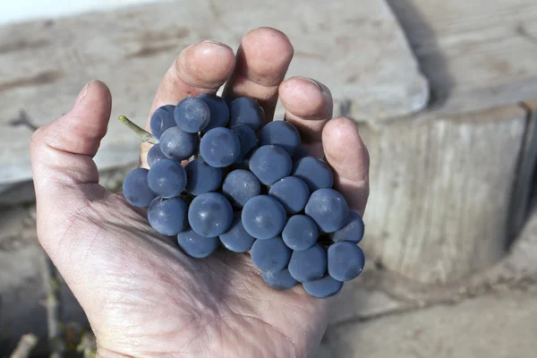 Raisins dans la main du fermier . — Photo