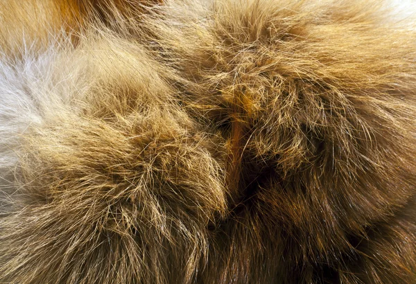 Red fox fur texture. — Stock Photo, Image